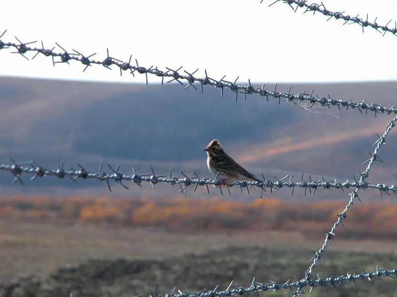 galvanized barbed wire